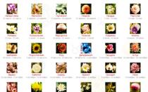 What is your flower according to the zodiac sign (photo and description)