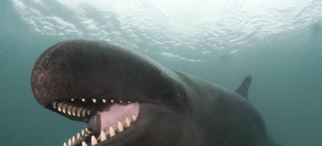 Mali kit ubojica Prehrana i ponašanje kitova ubojica u prirodi