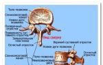 Cervical spine