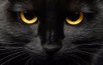 Razlaga: zakaj sanjajo črne mačke. Razlaga sanj črna mačka
