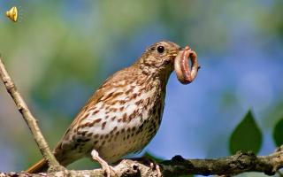 Čime se bavi ornitologija?