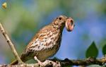 What does ornithology do?