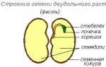 Where the seed is formed.  Online lesson.  The structure of seeds.  Definition of the term 