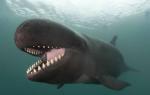 Mali kit ubijalec Prehrana in obnašanje kitov ubijalcev v naravi